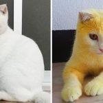 En Thaïlande, une femme a utilisé du curcuma pour soigner une mycose chez son chat, et ce dernier est devenu jaune par accident ➤ Buzzday.info