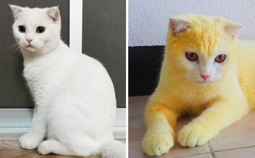 En Thaïlande, une femme a utilisé du curcuma pour soigner une mycose chez son chat, et ce dernier est devenu jaune par accident ➤ Buzzday.info