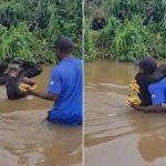 Scimpanzé si getta tra le braccia dell’uomo che lo salvò anni prima: il video dell’abbraccio ➤ Buzzday.info