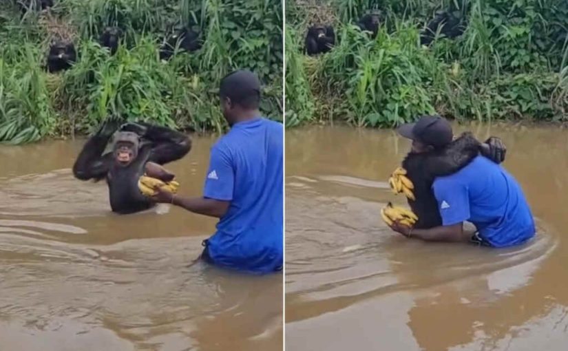 Scimpanzé si getta tra le braccia dell’uomo che lo salvò anni prima: il video dell’abbraccio ➤ Buzzday.info