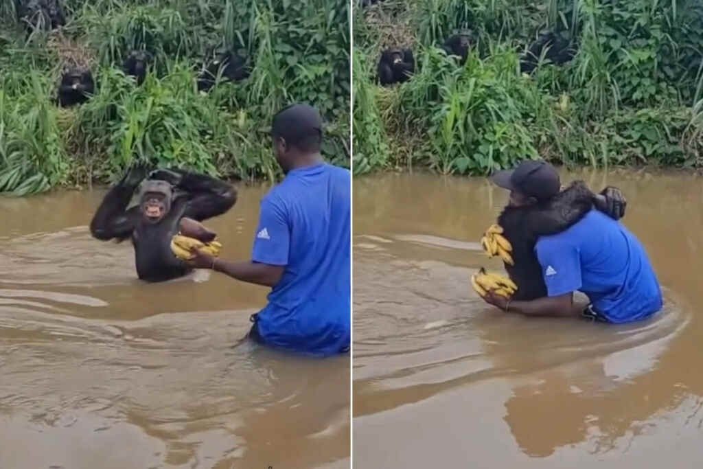 Scimpanzé si getta tra le braccia dell’uomo che lo salvò anni prima: il video dell’abbraccio ➤ Buzzday.info