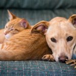 Ile lat ma Twój pupil? Jak przeliczyć wiek psa lub kota na lata ludzkie? ➤ Buzzday.info