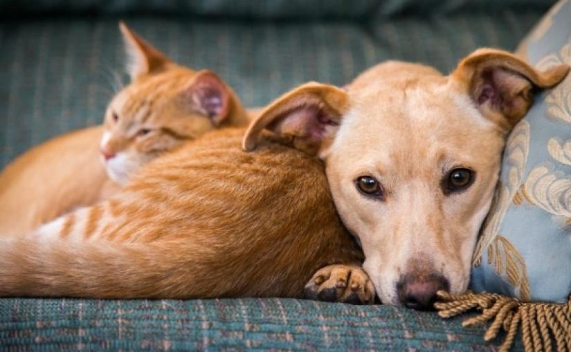 Ile lat ma Twój pupil? Jak przeliczyć wiek psa lub kota na lata ludzkie? ➤ Buzzday.info