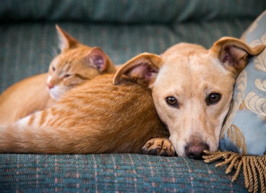 Quel âge a votre animal de compagnie ? Comment convertir l’âge d’un chien ou d’un chat en années humaines ?