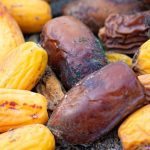 Tutti amano i datteri, ma la maggior parte delle persone non conosce quanto siano potenti i loro semi ➤ Buzzday.info