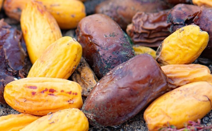 Tutti amano i datteri, ma la maggior parte delle persone non conosce quanto siano potenti i loro semi ➤ Buzzday.info