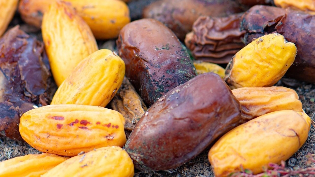 Tutti amano i datteri, ma la maggior parte delle persone non conosce quanto siano potenti i loro semi ➤ Buzzday.info