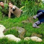 Shocking video: Brazilian fisherman has a dangerous encounter with an anaconda ➤ Buzzday.info
