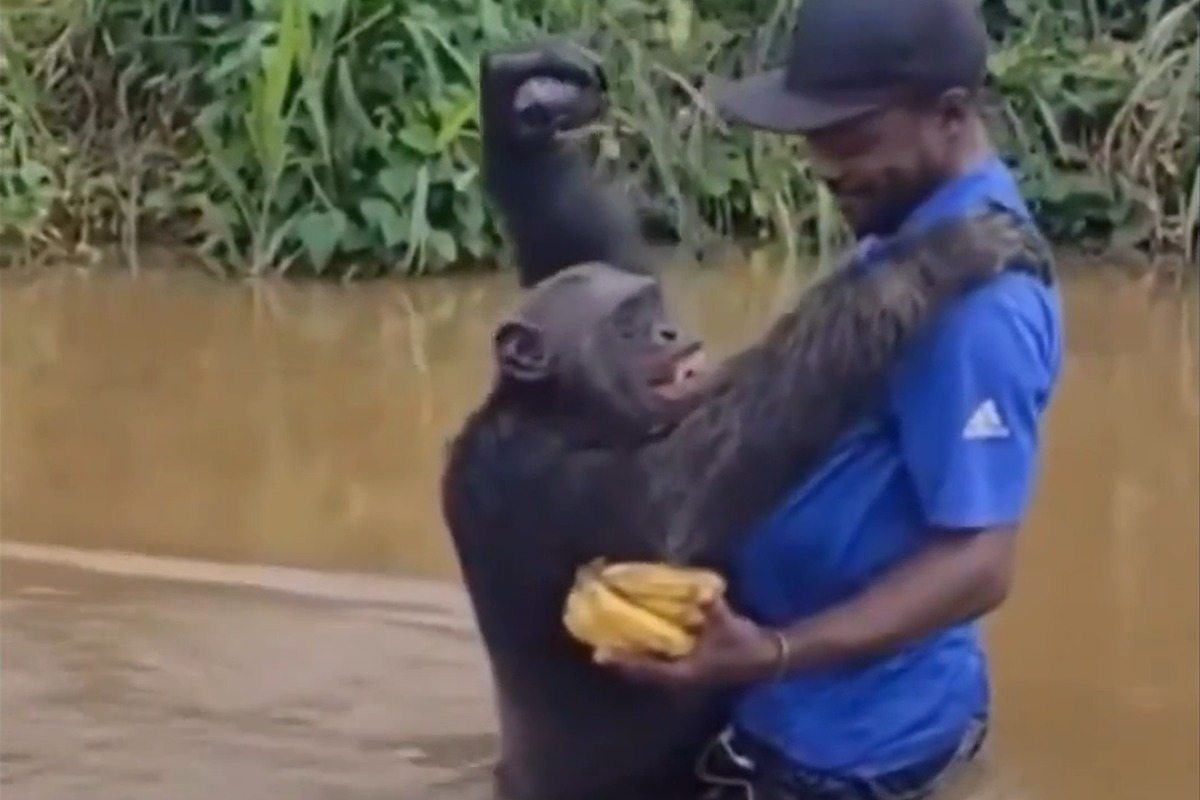 Scimpanzé si getta tra le braccia dell’uomo che lo salvò anni prima: il video dell’abbraccio