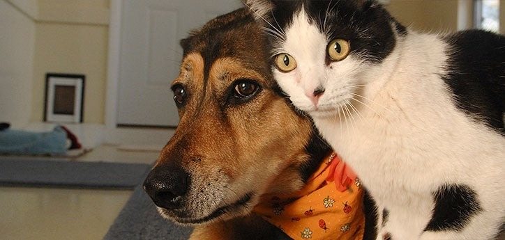 Quel âge a votre animal de compagnie ? Comment convertir l’âge d’un chien ou d’un chat en années humaines ?