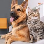 Quel âge a votre animal de compagnie ? Comment convertir l’âge d’un chien ou d’un chat en années humaines ? ➤ Buzzday.info
