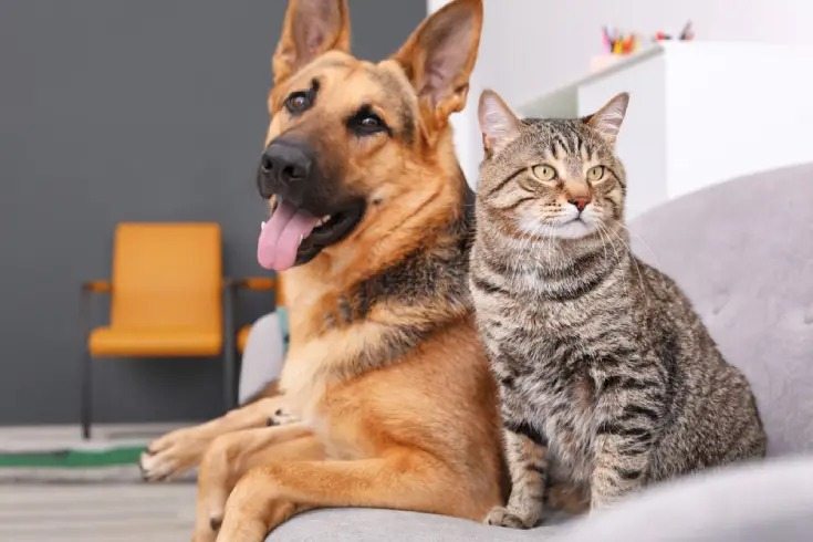 Quel âge a votre animal de compagnie ? Comment convertir l’âge d’un chien ou d’un chat en années humaines ? ➤ Buzzday.info