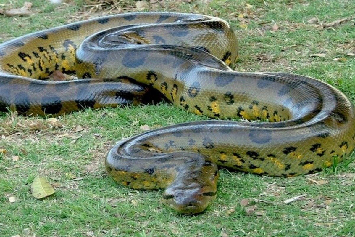 Shocking video: Brazilian fisherman has a dangerous encounter with an anaconda