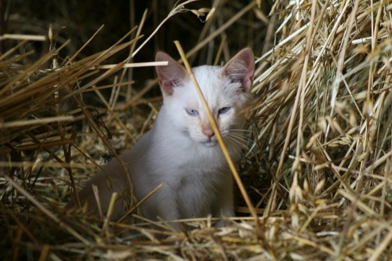 He found tiny, fluffy bundles in the barn… but the vet’s words changed everything