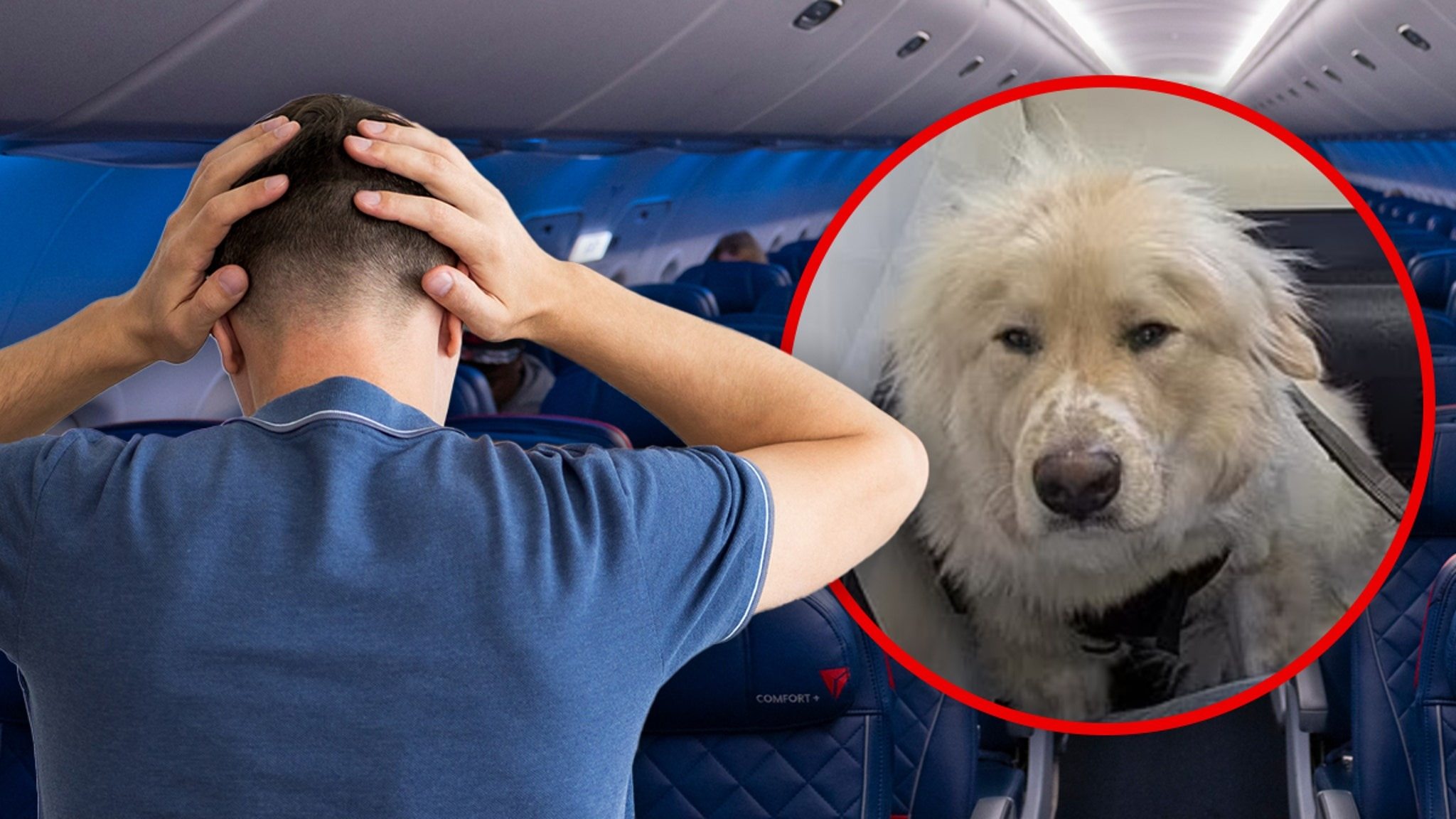 A cocky passenger humiliated a service dog—but wasn’t prepared for what happened next