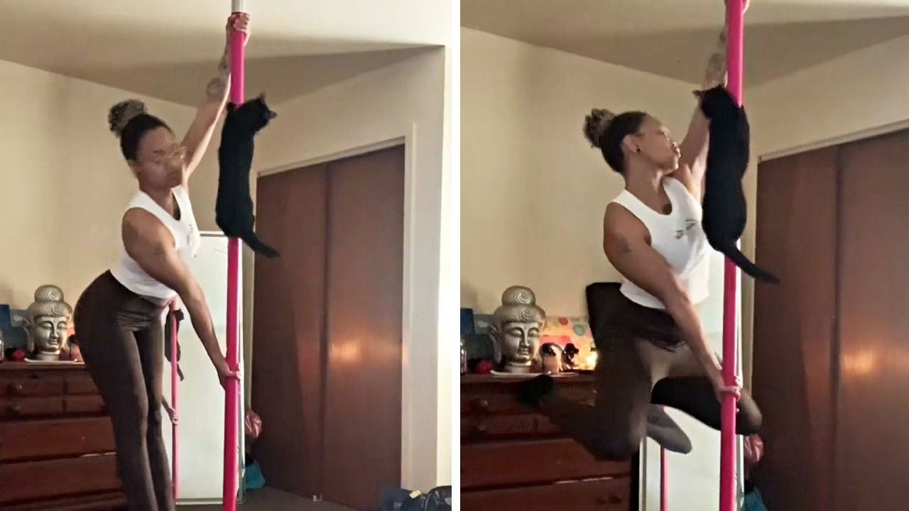 A four-legged acrobat: a cat conquers the pole with her owner