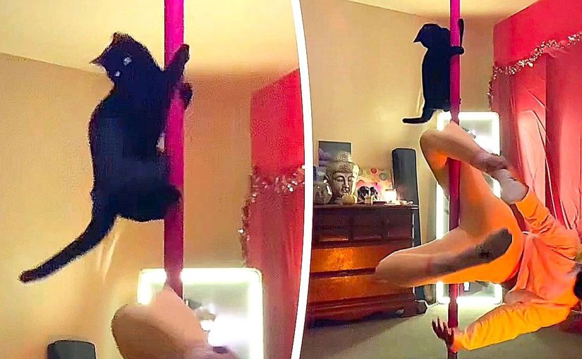 A four-legged acrobat: a cat conquers the pole with her owner ➤ Buzzday.info