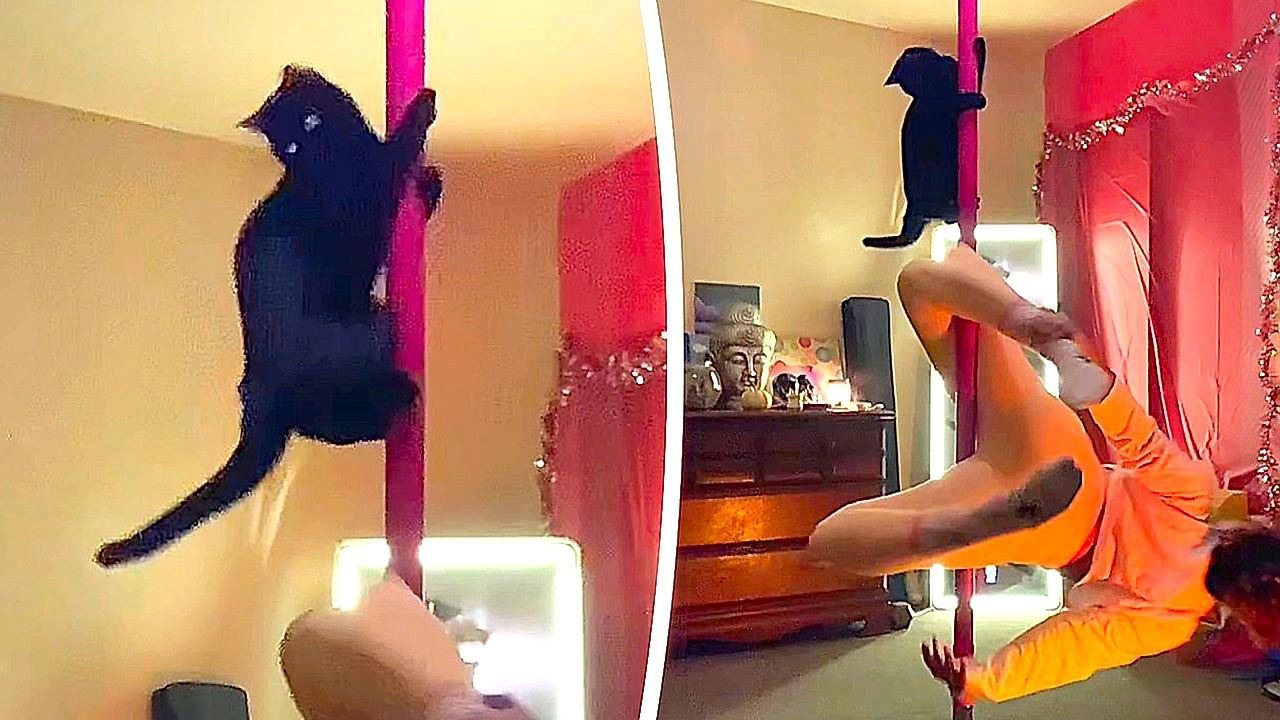 A four-legged acrobat: a cat conquers the pole with her owner ➤ Buzzday.info