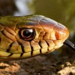 This snake does things a person would be better off never seeing ➤ Buzzday.info