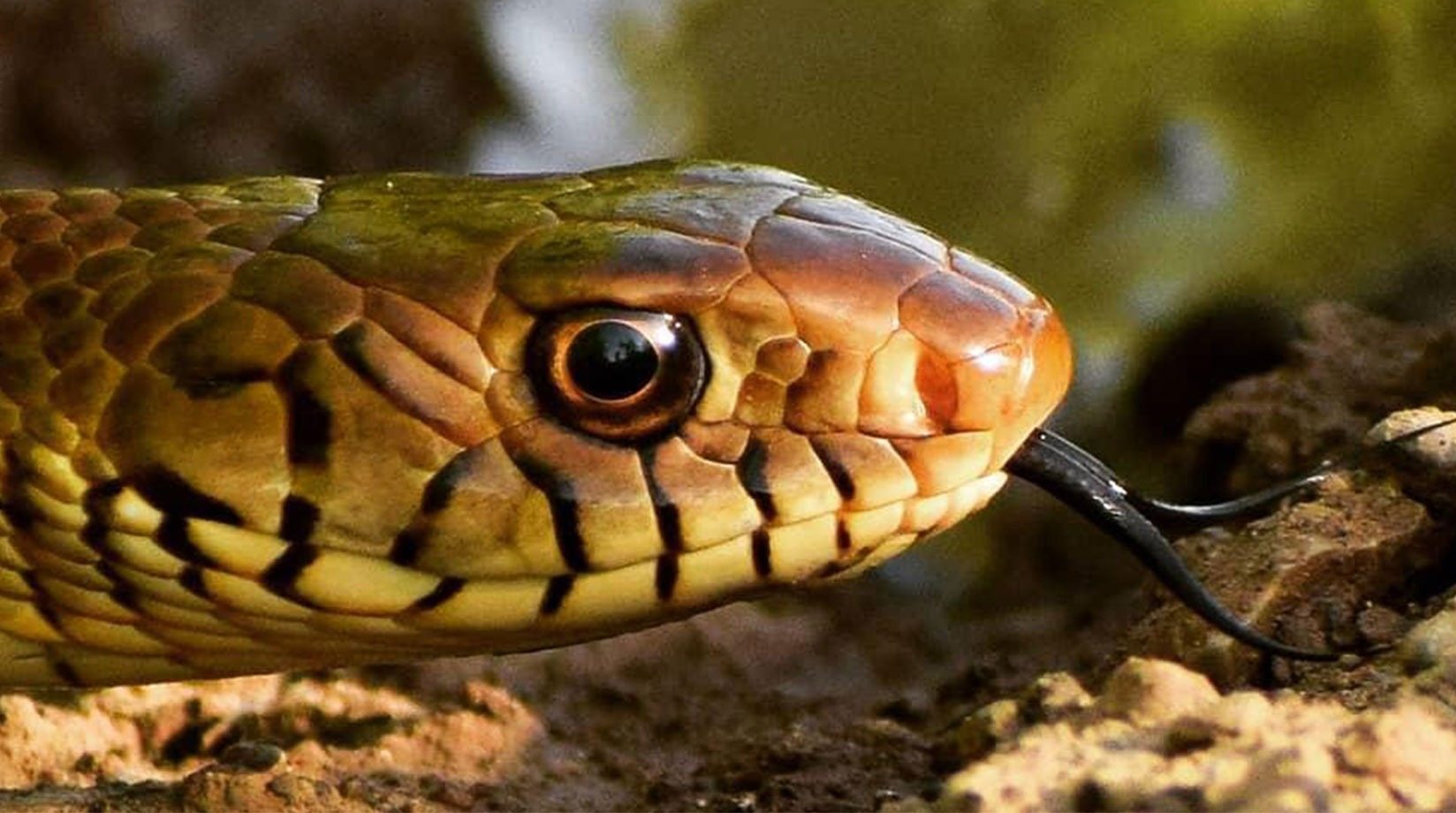 This snake does things a person would be better off never seeing ➤ Buzzday.info