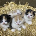 A găsit niște legături mici și pufoase în hambar… dar cuvintele veterinarului au schimbat totul ➤ Buzzday.info