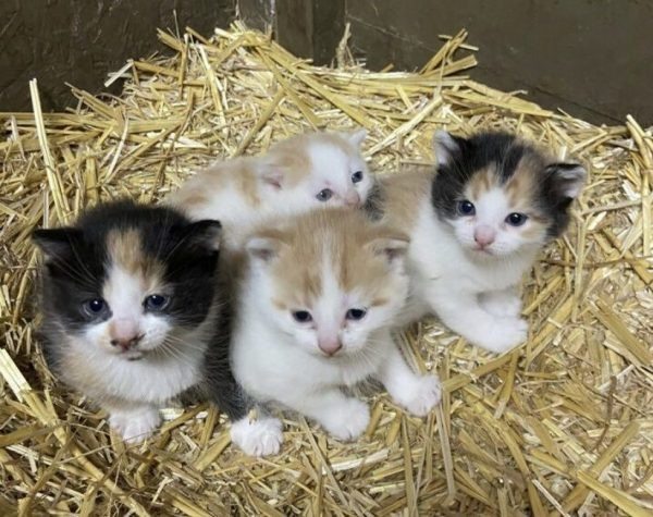 A găsit niște legături mici și pufoase în hambar… dar cuvintele veterinarului au schimbat totul ➤ Buzzday.info