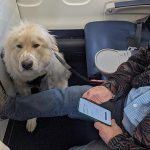 Zarozumiały pasażer upokorzył psa asystującego – ale nie był przygotowany na to, co stało się później ➤ Buzzday.info