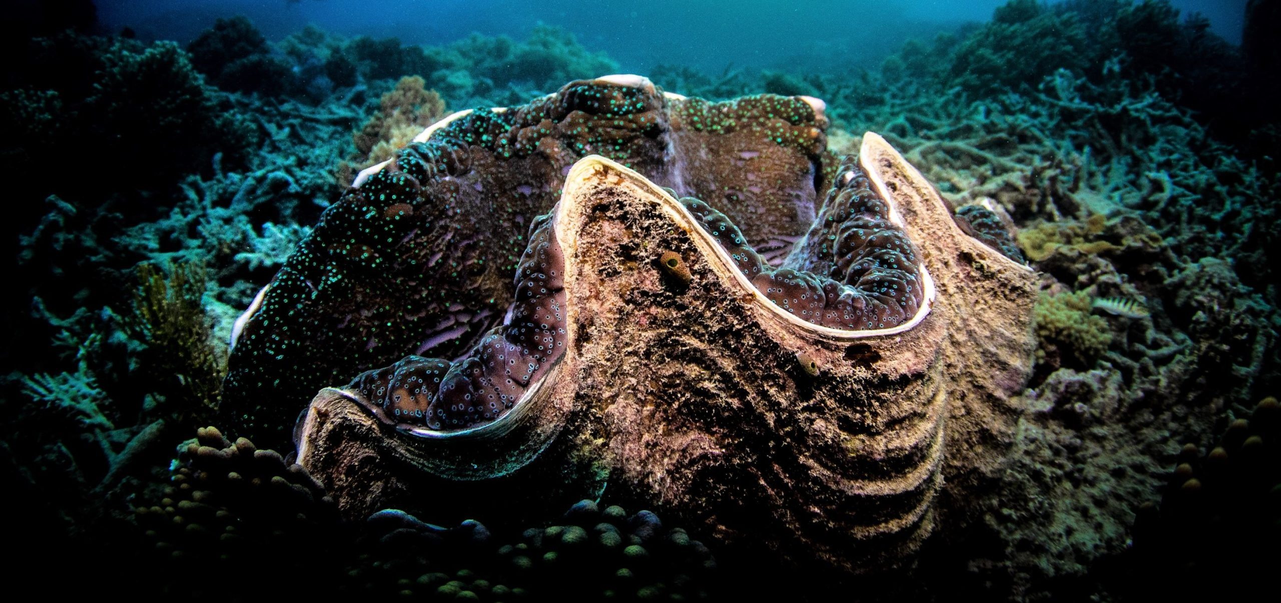 He lifted something resembling a giant shell onto the deck. But as soon as he peered inside, a cold fear pierced him