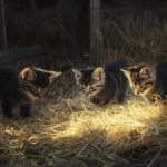 He found tiny, fluffy bundles in the barn… but the vet’s words changed everything ➤ Buzzday.info