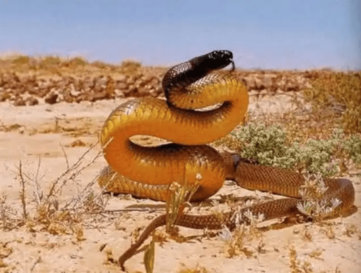 This snake does things a person would be better off never seeing