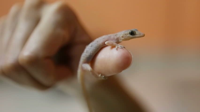 9-letnia dziewczynka myślała, że ​​znalazła jaszczurkę w lesie. Kiedy weterynarz to zobaczył, wykrzyknął: „O mój Boże, odsuń się!”