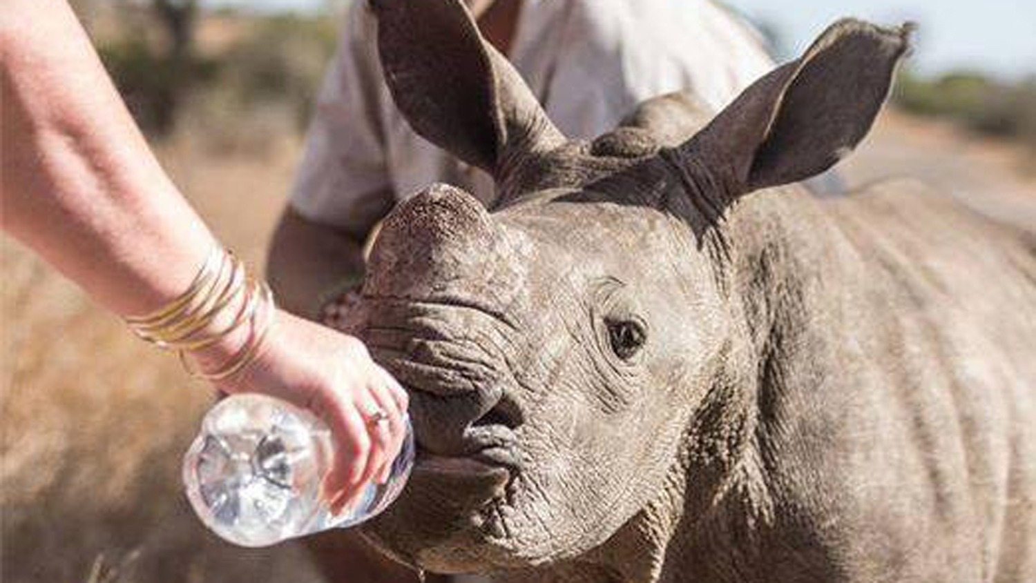 Muž se snaží dostat mládě nosorožce ze silnice. Když se přiblíží, uvědomí si, že něco není v pořádku