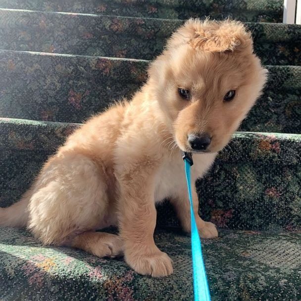 The “unicorn dog” has conquered the Internet: a dog with an ear in the middle of its head