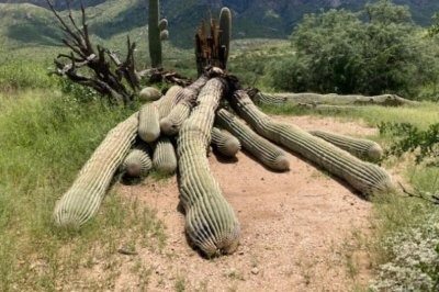 Ranger Found Saguaro Cactus With Strange Lump. Then He Decided To Cut It Open And Instantly Regretted It