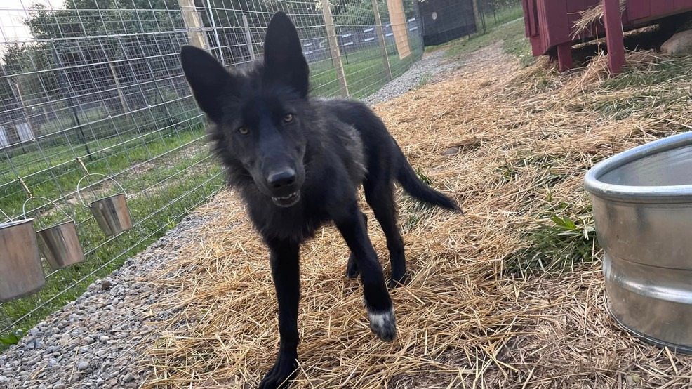 Una bambina ha salvato un levriero gigante, ma l’analisi del DNA si è rivelata allarmante