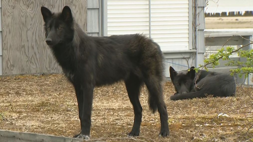 Una bambina ha salvato un levriero gigante, ma l’analisi del DNA si è rivelata allarmante