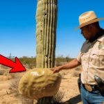 Ranger Found Saguaro Cactus With Strange Lump. Then He Decided To Cut It Open And Instantly Regretted It ➤ Buzzday.info