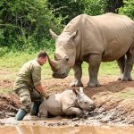 Muž se snaží dostat mládě nosorožce ze silnice. Když se přiblíží, uvědomí si, že něco není v pořádku ➤ Buzzday.info