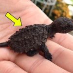 A 9-year-old girl thought she had found a lizard in the forest. When the veterinarian saw it, he exclaimed, “Oh my goodness, step back! ➤ Buzzday.info