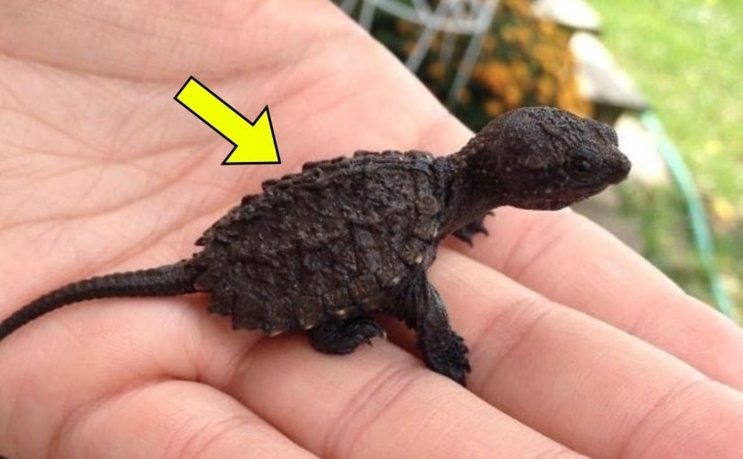 Una bambina di 9 anni pensava di aver trovato una lucertola nella foresta. Quando il veterinario la vide, esclamò: “Oh mio Dio, fate un passo indietro!” ➤ Buzzday.info