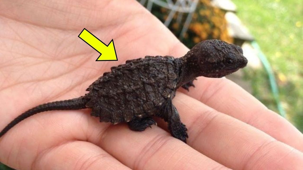 A 9-year-old girl thought she had found a lizard in the forest. When the veterinarian saw it, he exclaimed, “Oh my goodness, step back! ➤ Buzzday.info
