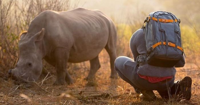 Man Tries To Get Baby Rhino Off The Road. When He Comes Closer, He Realizes Something Is Amiss ➤ Buzzday.info