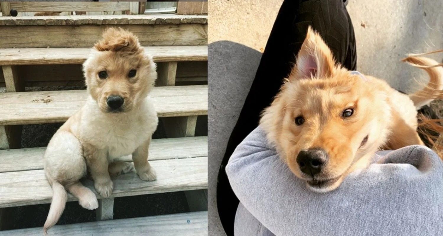 The “unicorn dog” has conquered the Internet: a dog with an ear in the middle of its head