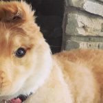 The “unicorn dog” has conquered the Internet: a dog with an ear in the middle of its head ➤ Buzzday.info