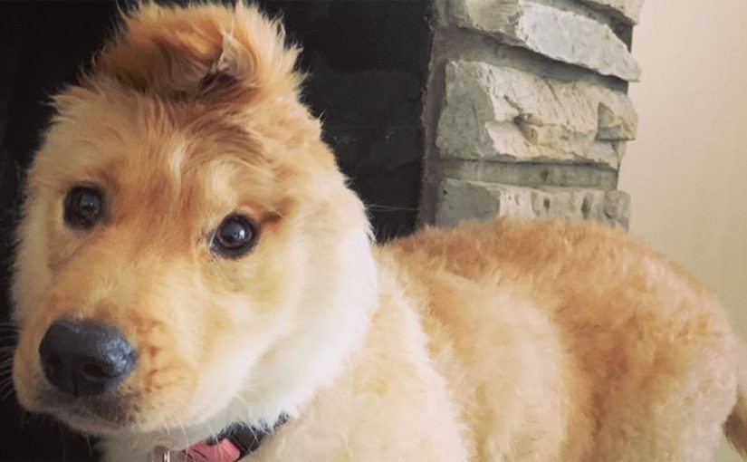 „Pies jednorożec” podbił internet: pies z uchem pośrodku głowy ➤ Buzzday.info