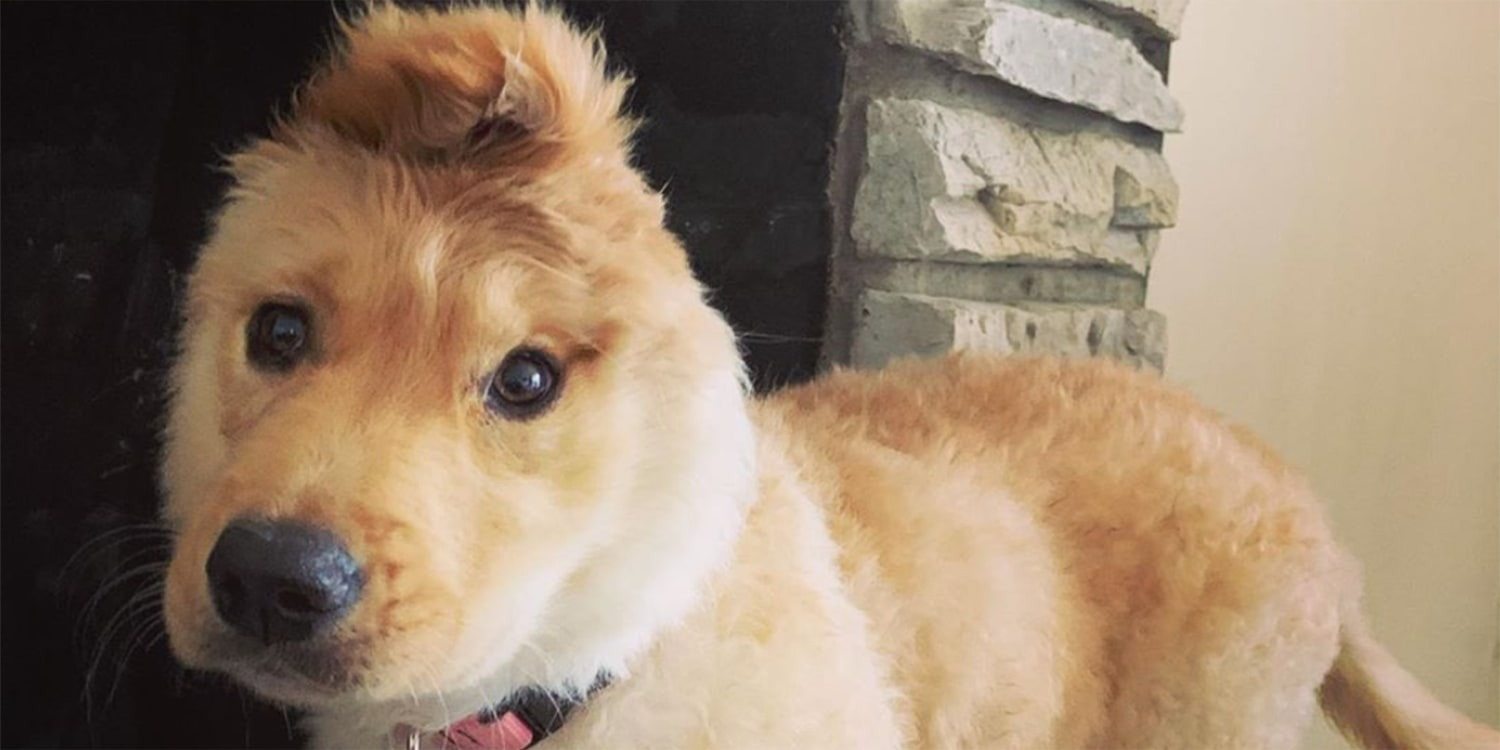 „Pies jednorożec” podbił internet: pies z uchem pośrodku głowy ➤ Buzzday.info