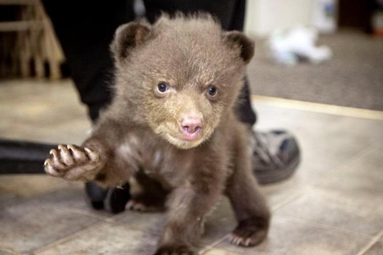 Oto, co niedźwiedź zrobił mężczyźnie, który uratował niedźwiadka