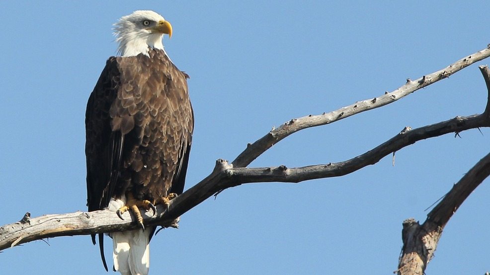 Orzeł Bielik Nie Chciał Ruszyć – A Jego Milczące Błaganie Nas Zmiażdżyło