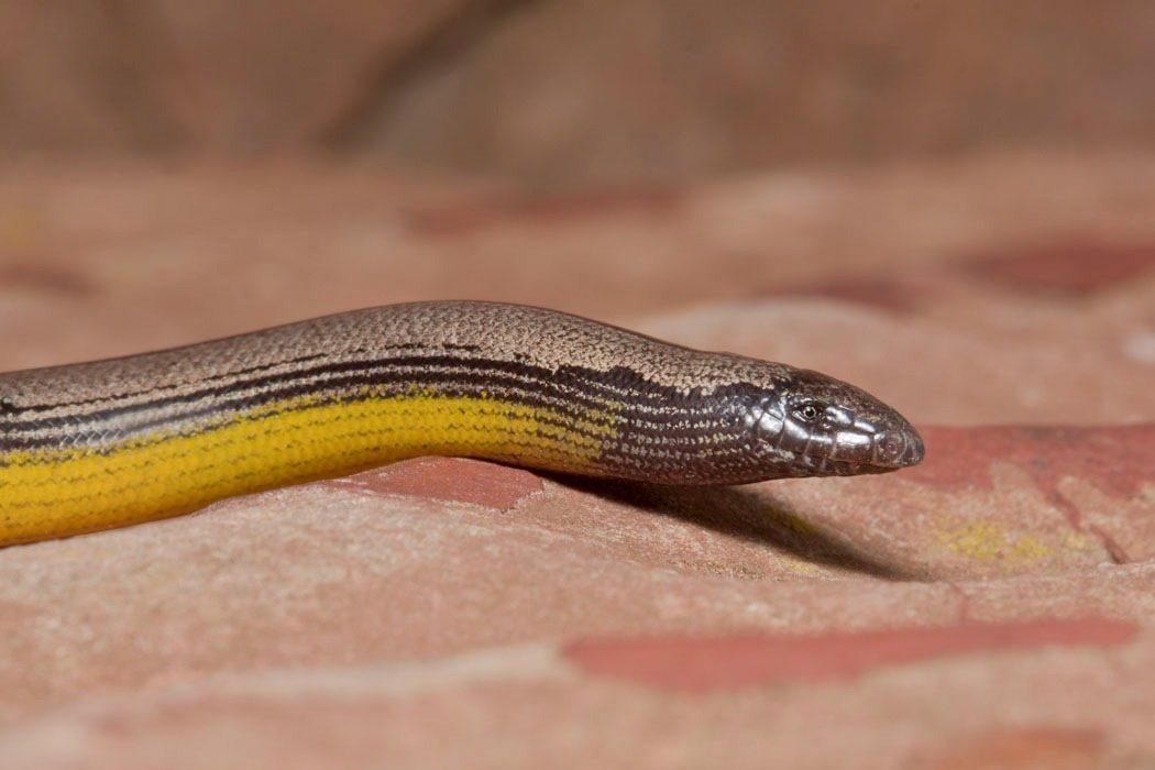 I found this snake in my garden… But when the vet saw it, he turned pale and shouted, “Call an ambulance immediately!”