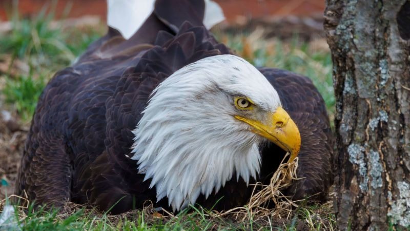 Orzeł Bielik Nie Chciał Ruszyć – A Jego Milczące Błaganie Nas Zmiażdżyło